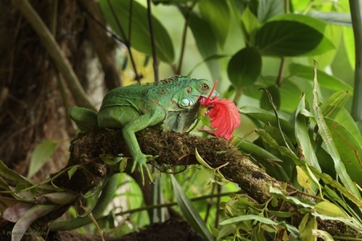 25.týdenIguana iguana