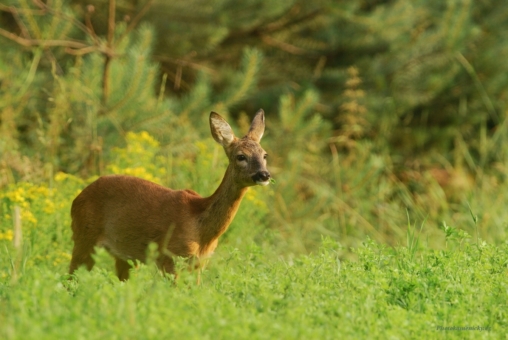 32.týdenCapreolus capreolus