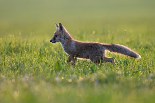 33.týdenVulpes vulpes