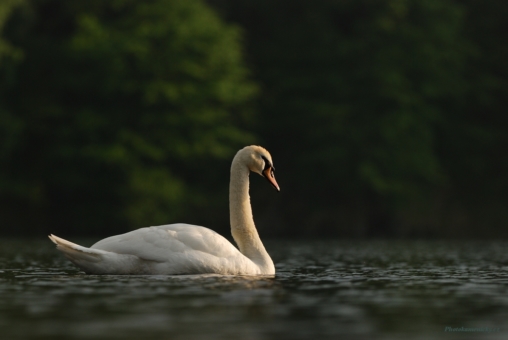 35.týdenCygnus olor