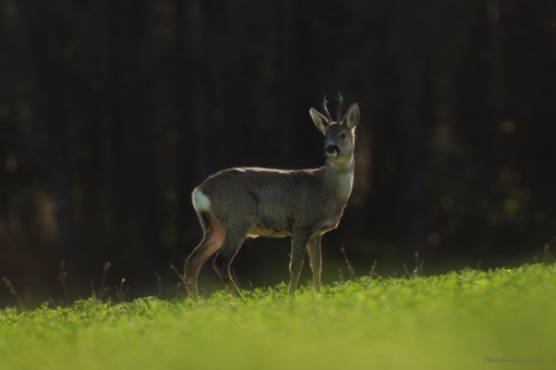 40.týdenCapreolus capreolus