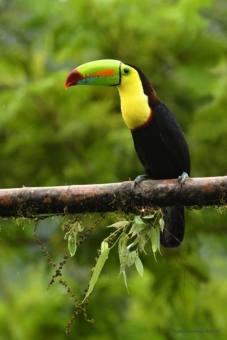 41.týdenRamphastos sulfuratus