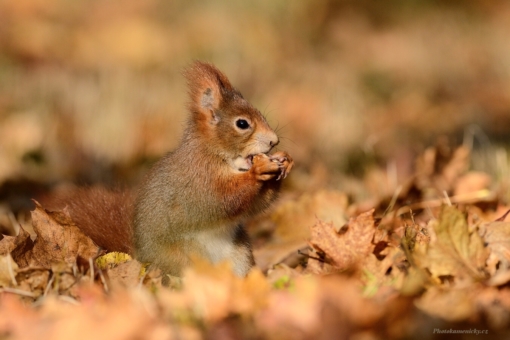 43.týdenSciurus vulgaris