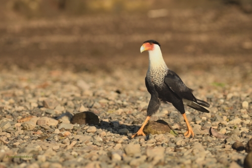 44.týdenCaracara plancus