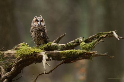 48.týdenAsio otus