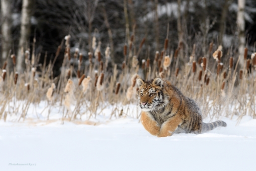 52.týdenPanthera tigris altaica