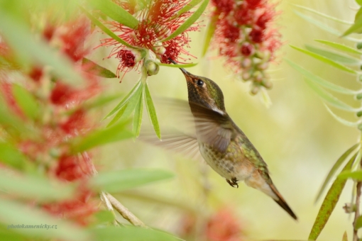 Kolibřík jiskřivý